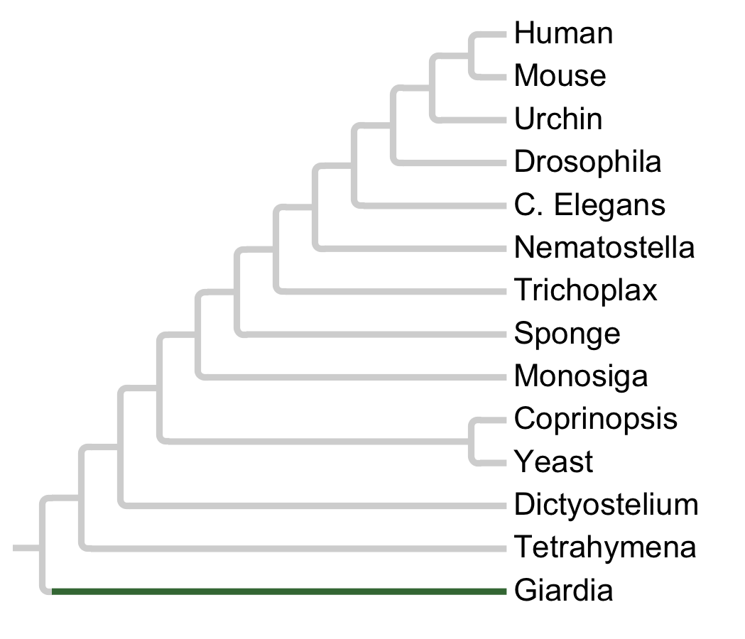 Gains and losses of Family Ciliate-A3