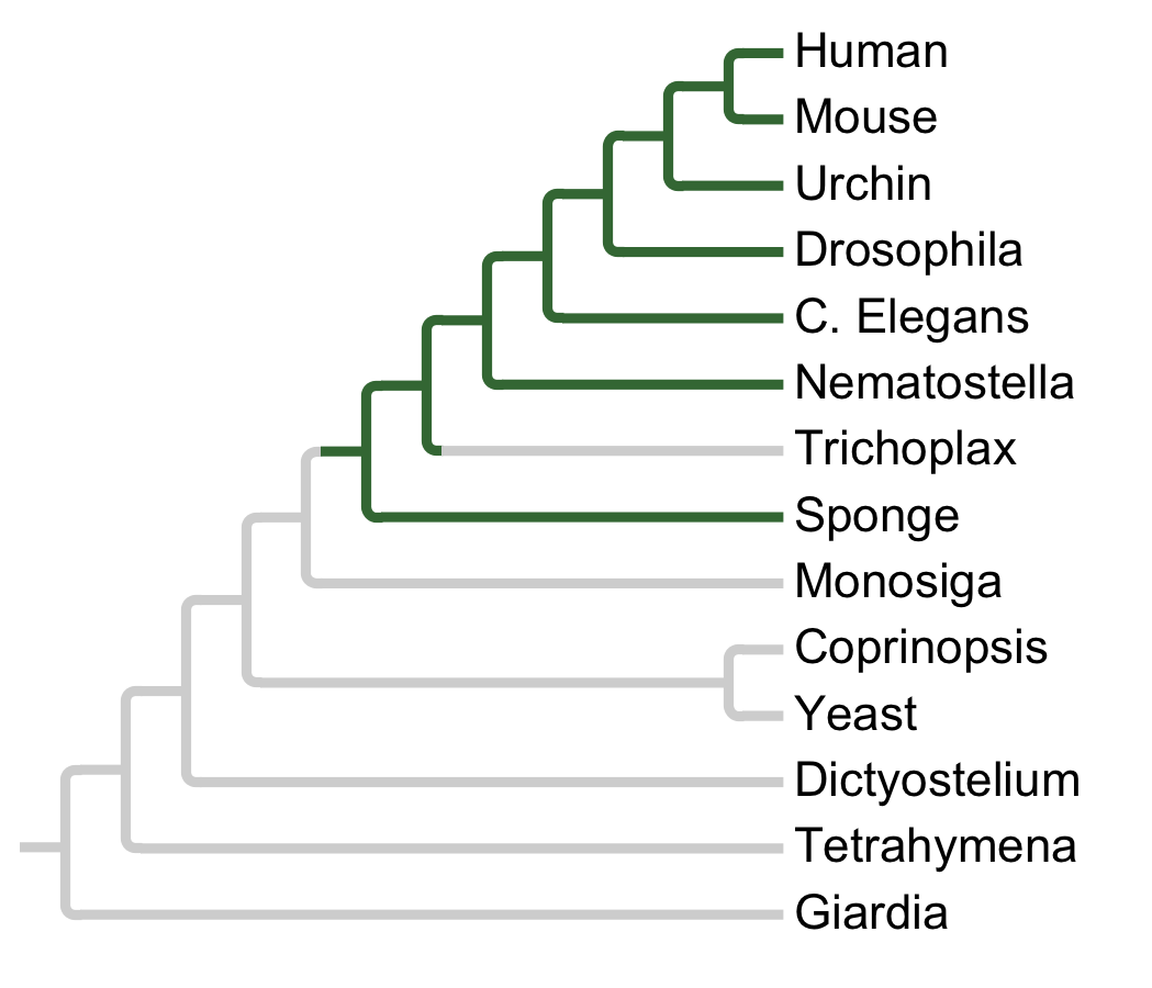 Gains and losses of Family EGFR