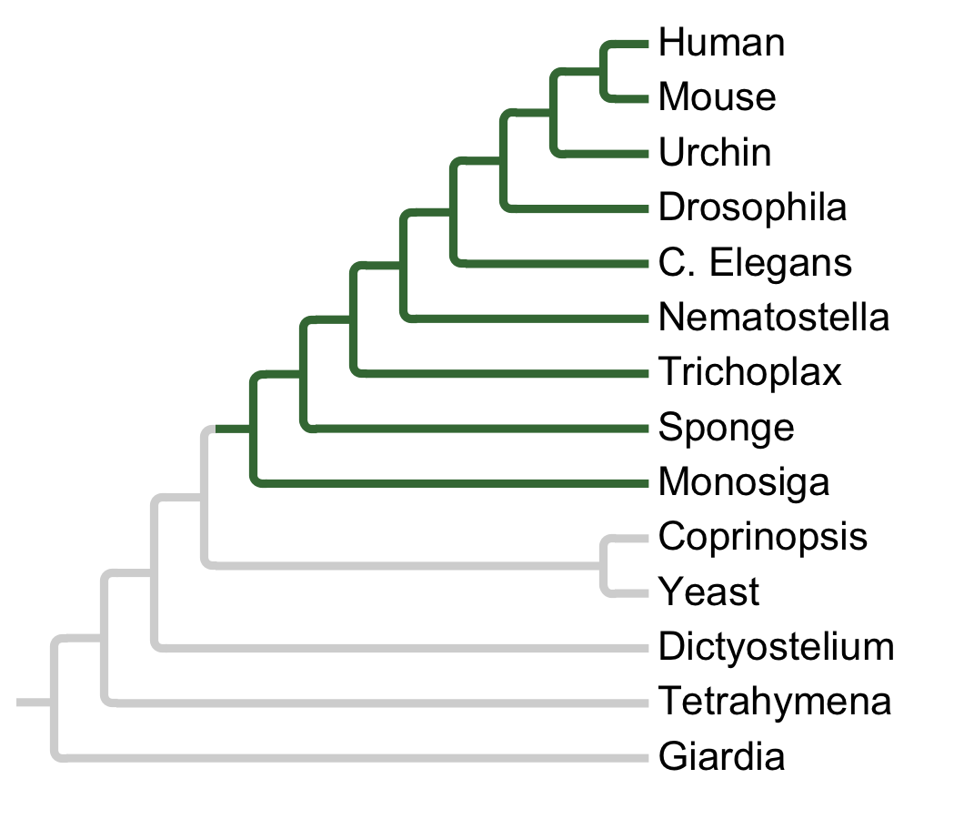 Gains and losses of Family NRBP