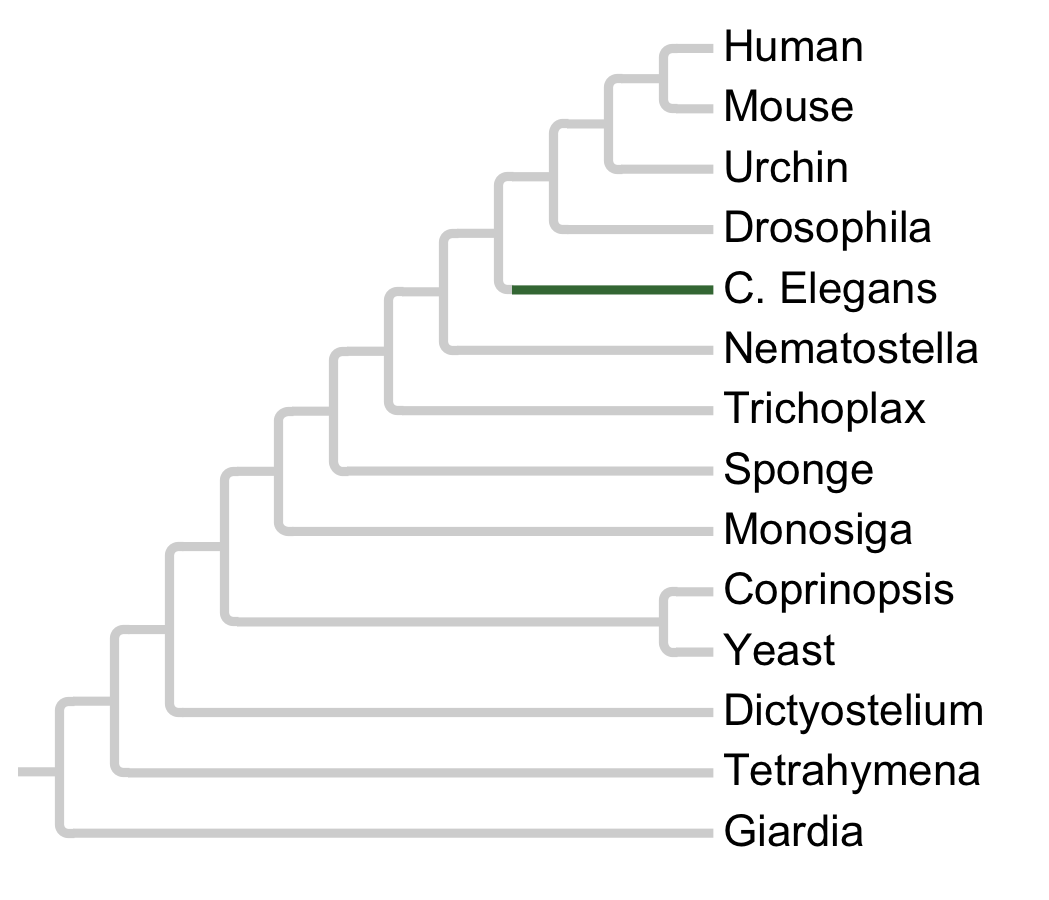 Gains and losses of Family Worm1