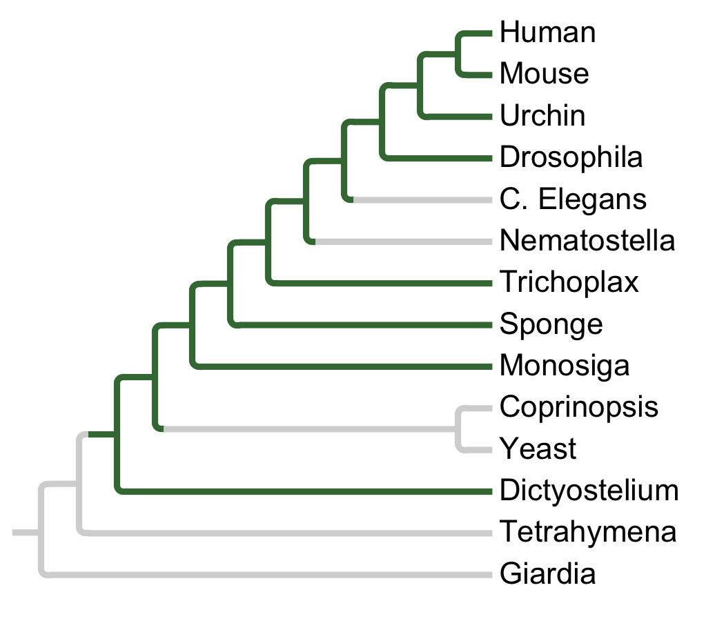 Gains and losses of Subfamily ABC1-D