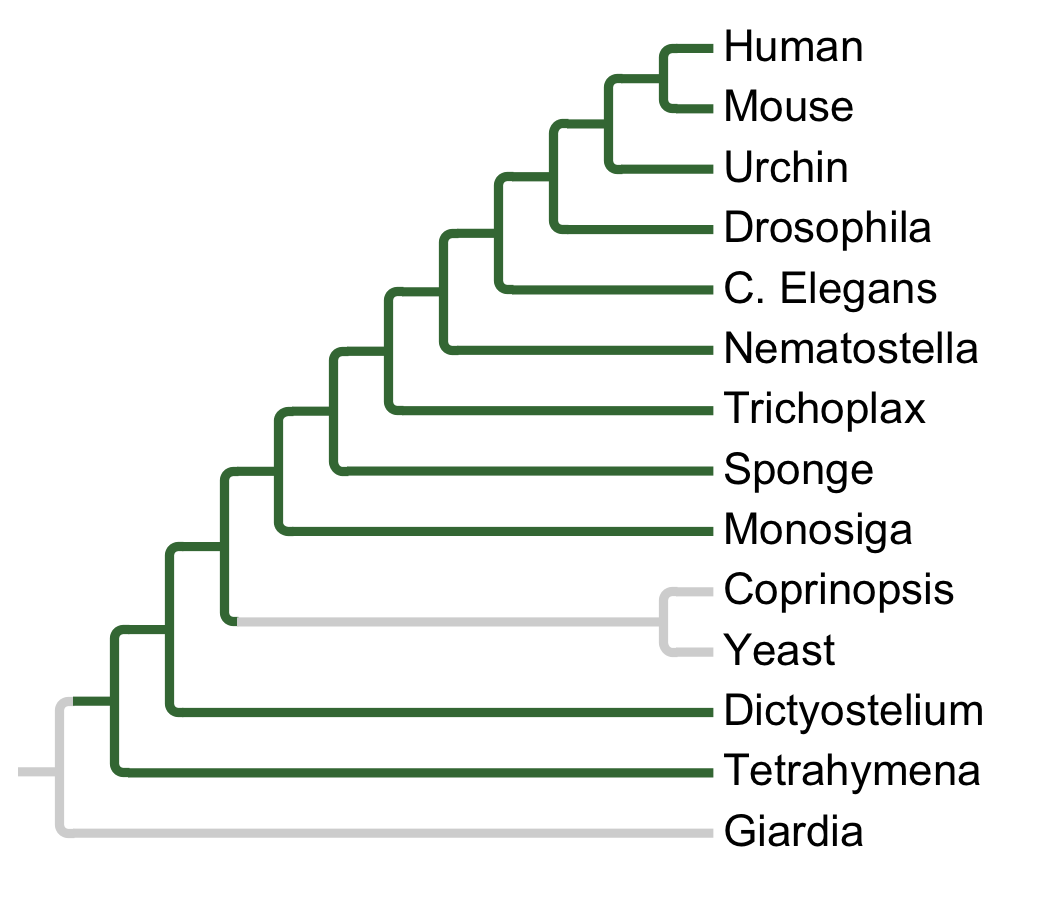 Gains and losses of Subfamily BRSK