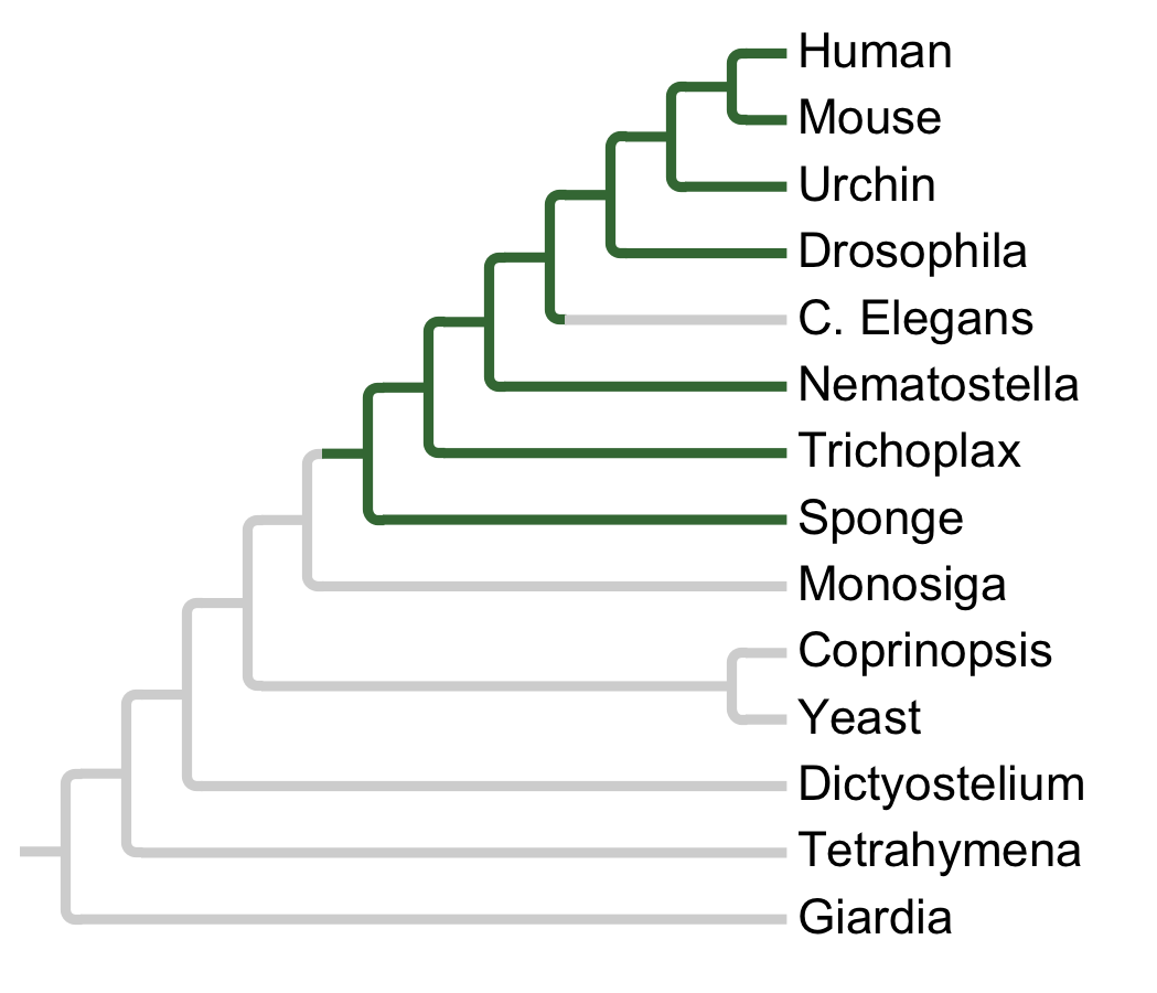 Gains and losses of Subfamily CDK2