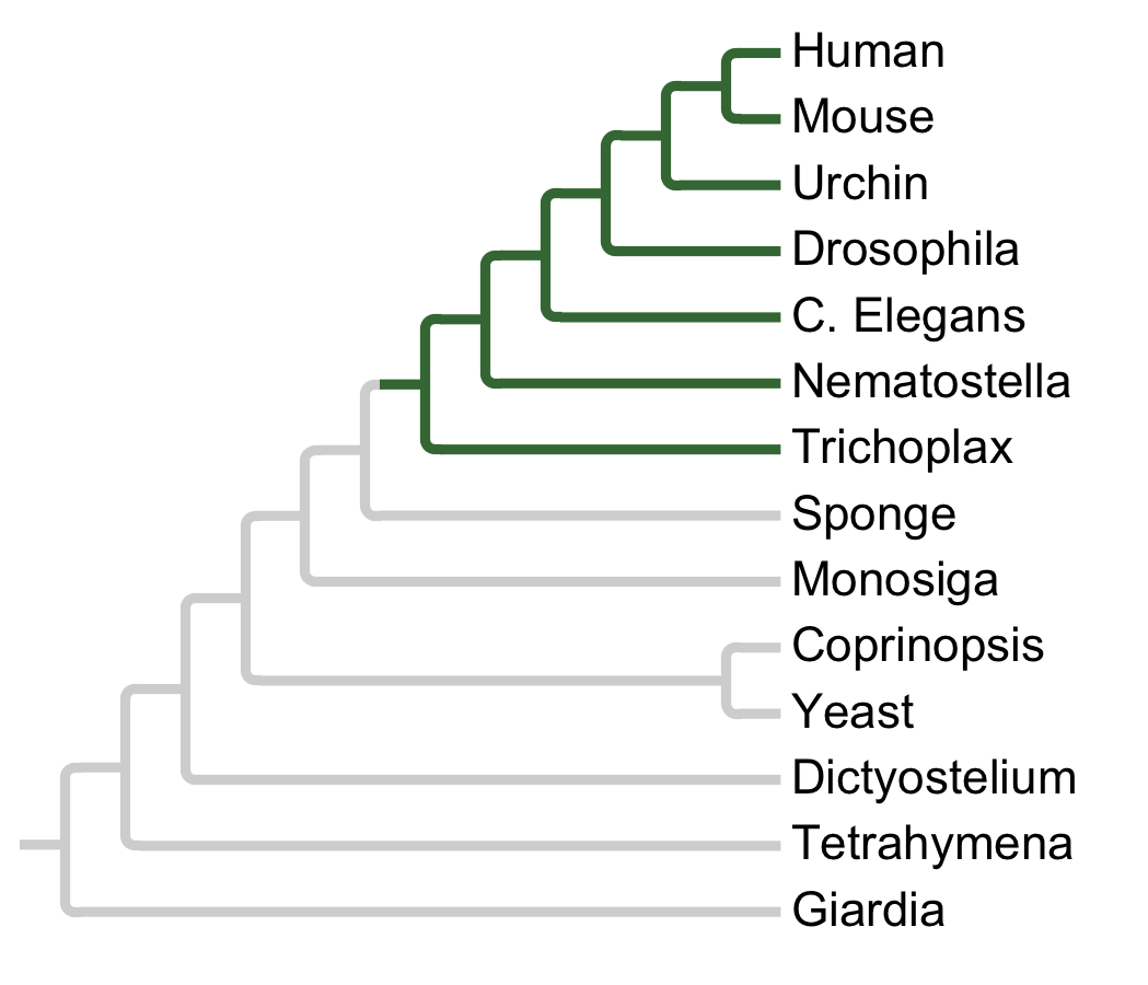 Gains and losses of Subfamily CDK4