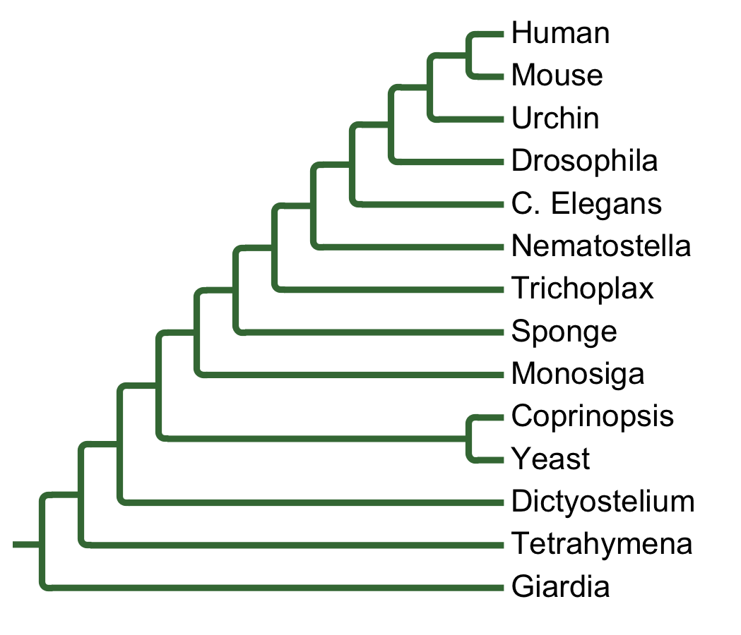 Gains and losses of Subfamily CDK5