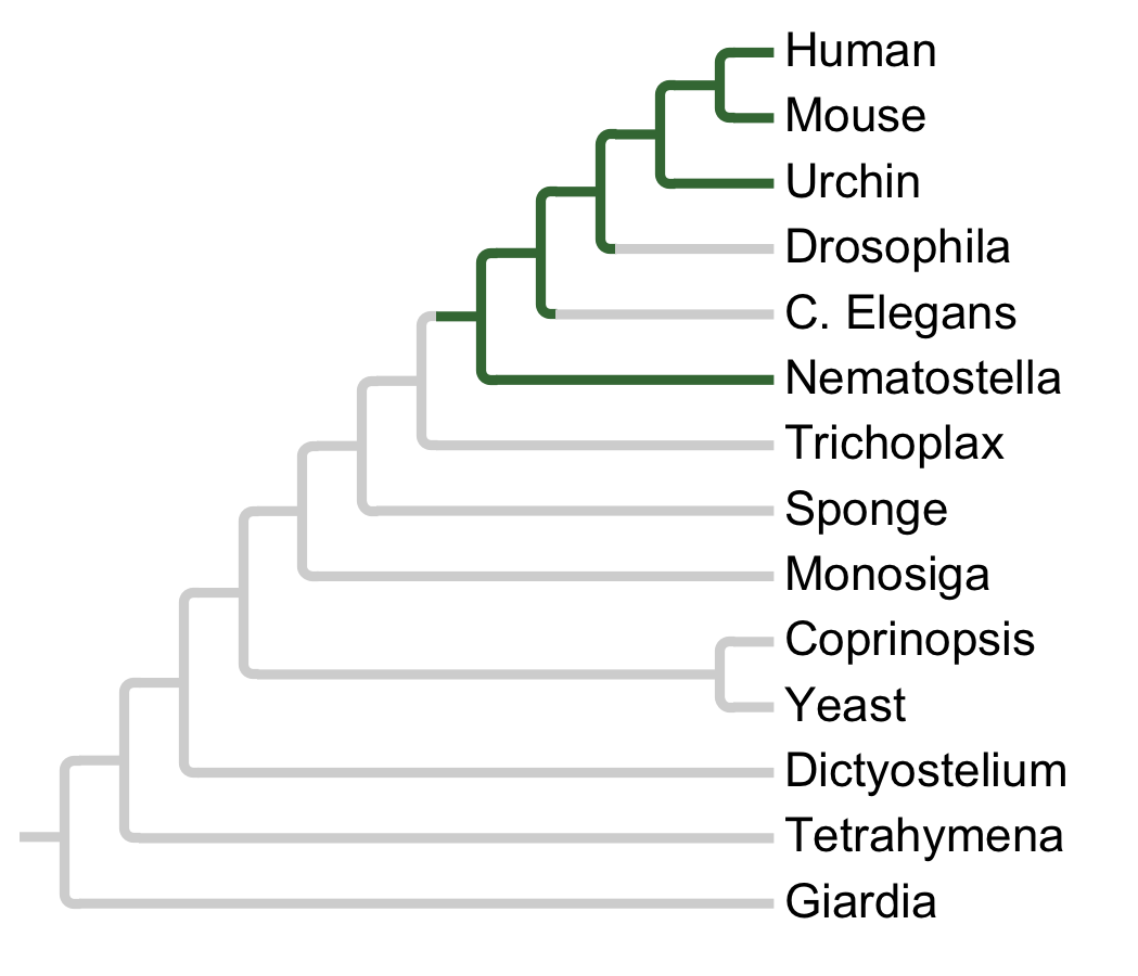 Gains and losses of Subfamily ERK3