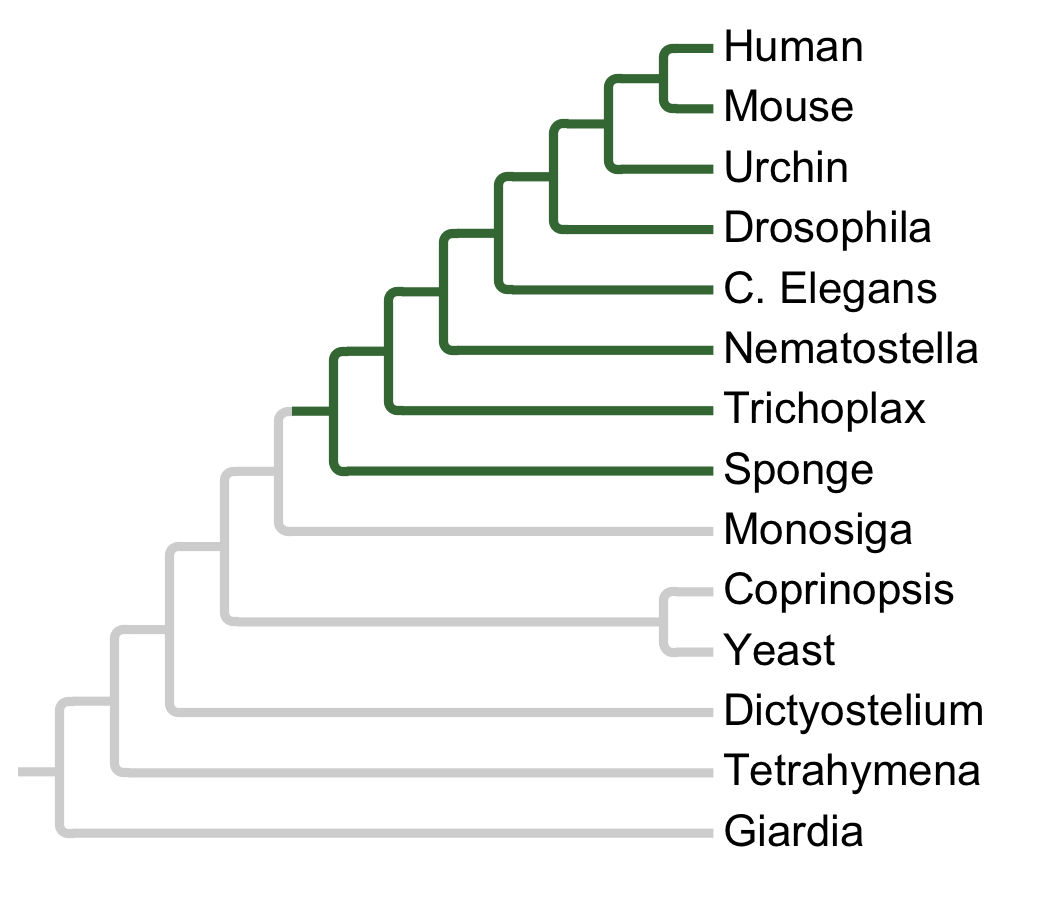 Gains and losses of Subfamily Frk