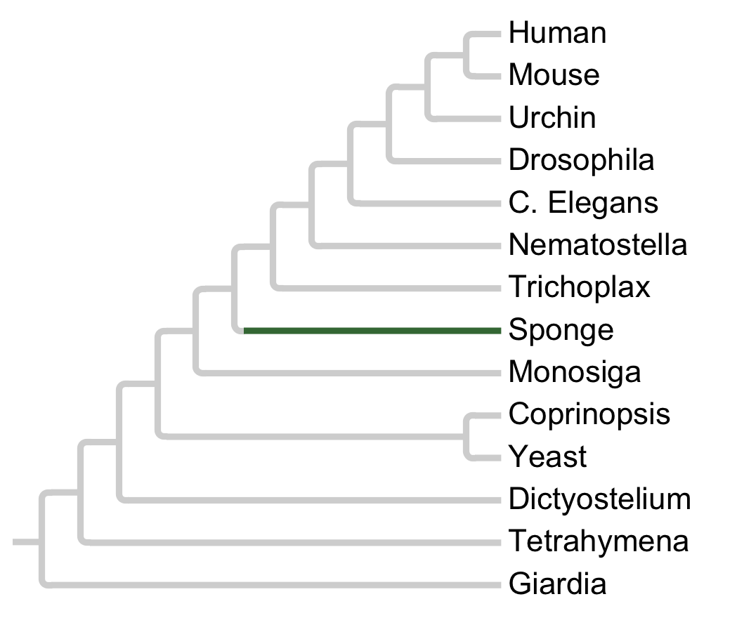 Gains and losses of Subfamily HH-a1