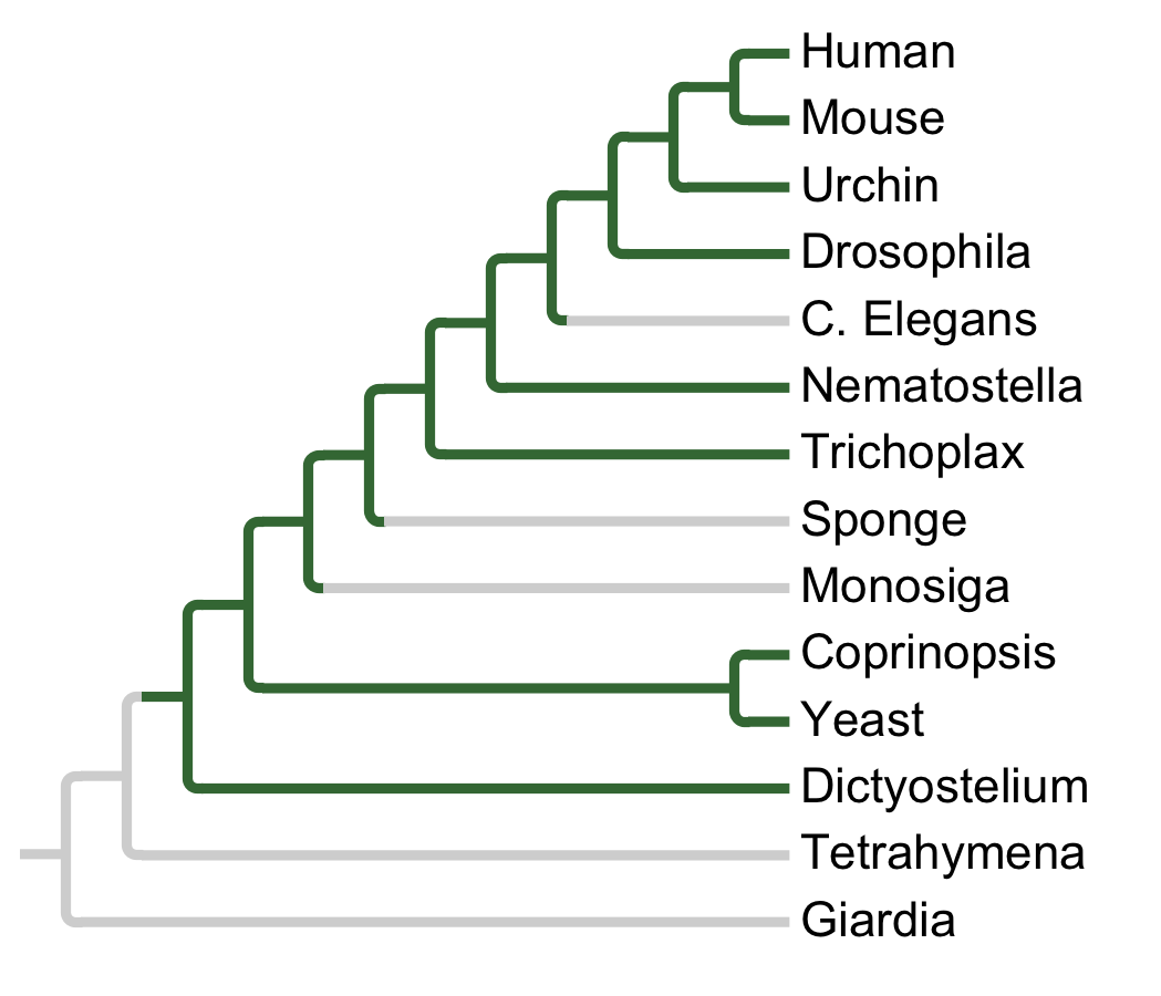 Gains and losses of Subfamily MPSK