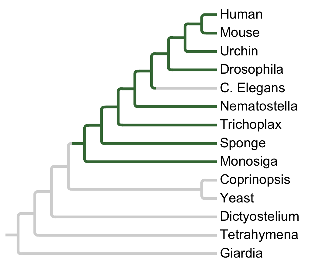 Gains and losses of Subfamily NinaC