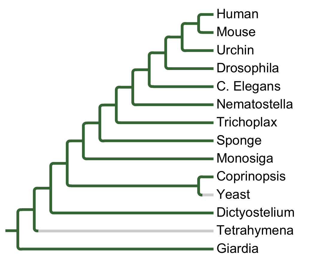 Gains and losses of Subfamily PITSLRE