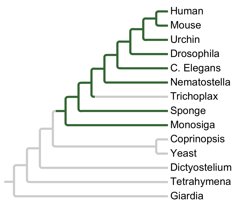 Gains and losses of Subfamily PKCh