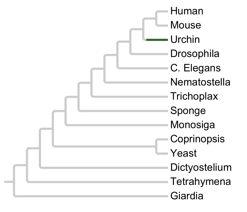 Gains and losses of Subfamily Src-Echino1